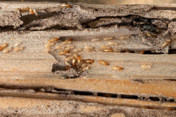 Best Best Pest Control Companies  in Woodville, OH