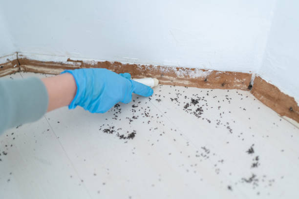 Best Best Pest Control Companies  in Woodville, OH